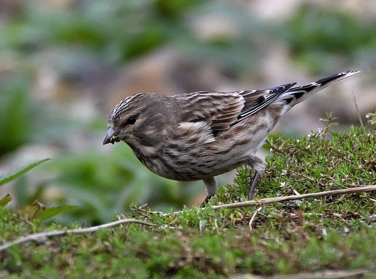 Eurasian Linnet - ML644908931