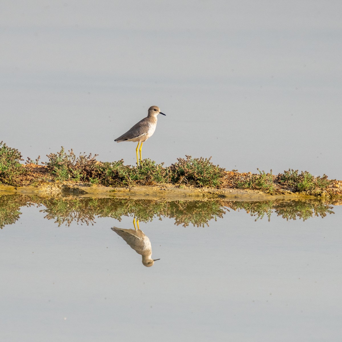 White-tailed Lapwing - ML644908932