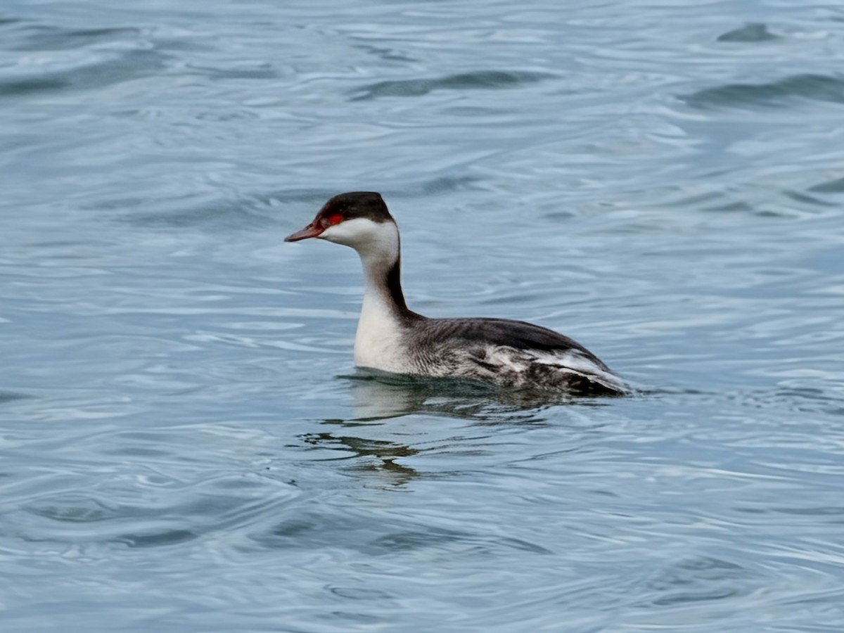 Horned Grebe - ML644908934