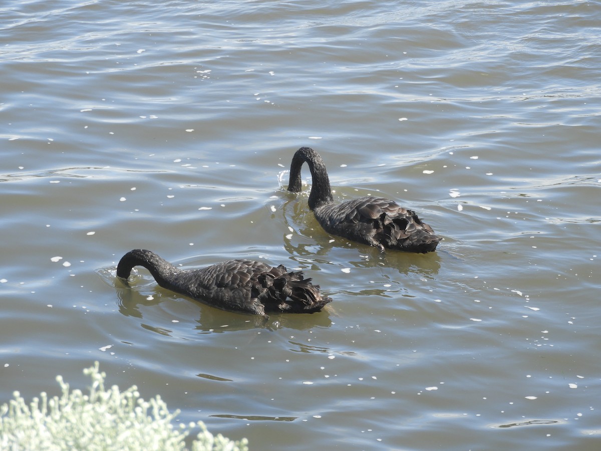 Black Swan - ML644908935