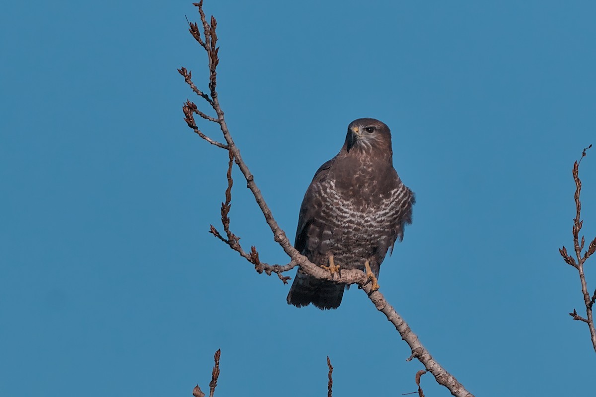 Common Buzzard - ML644908936