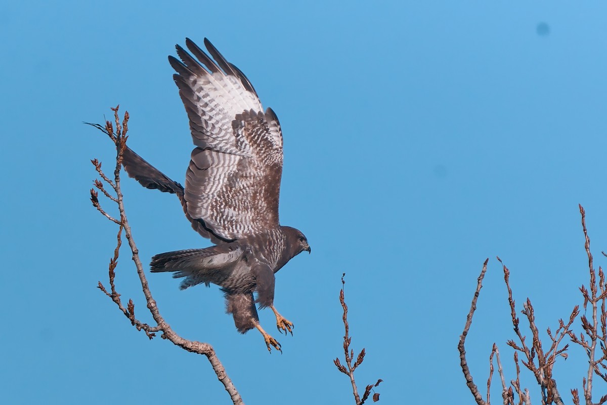 Common Buzzard - ML644908937