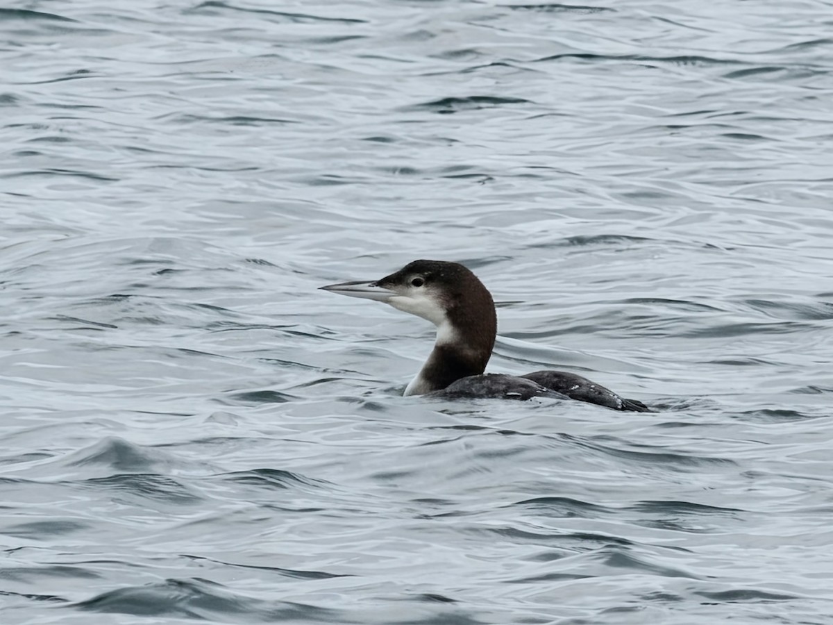 Common Loon - ML644908938
