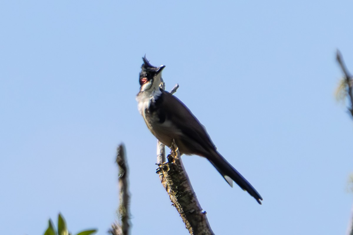 Red-whiskered Bulbul - ML644908939