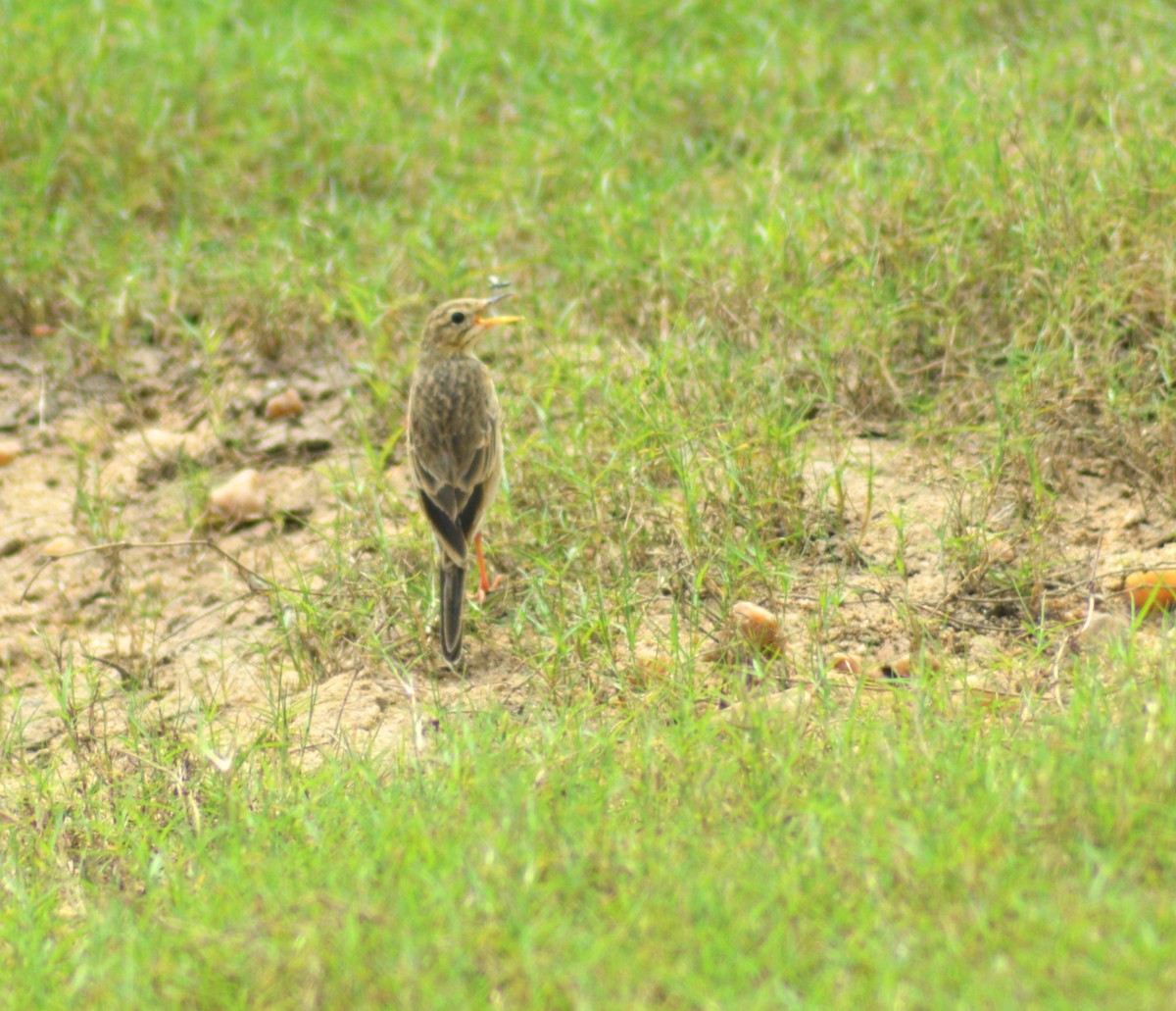 Blyth's Pipit - ML644908940
