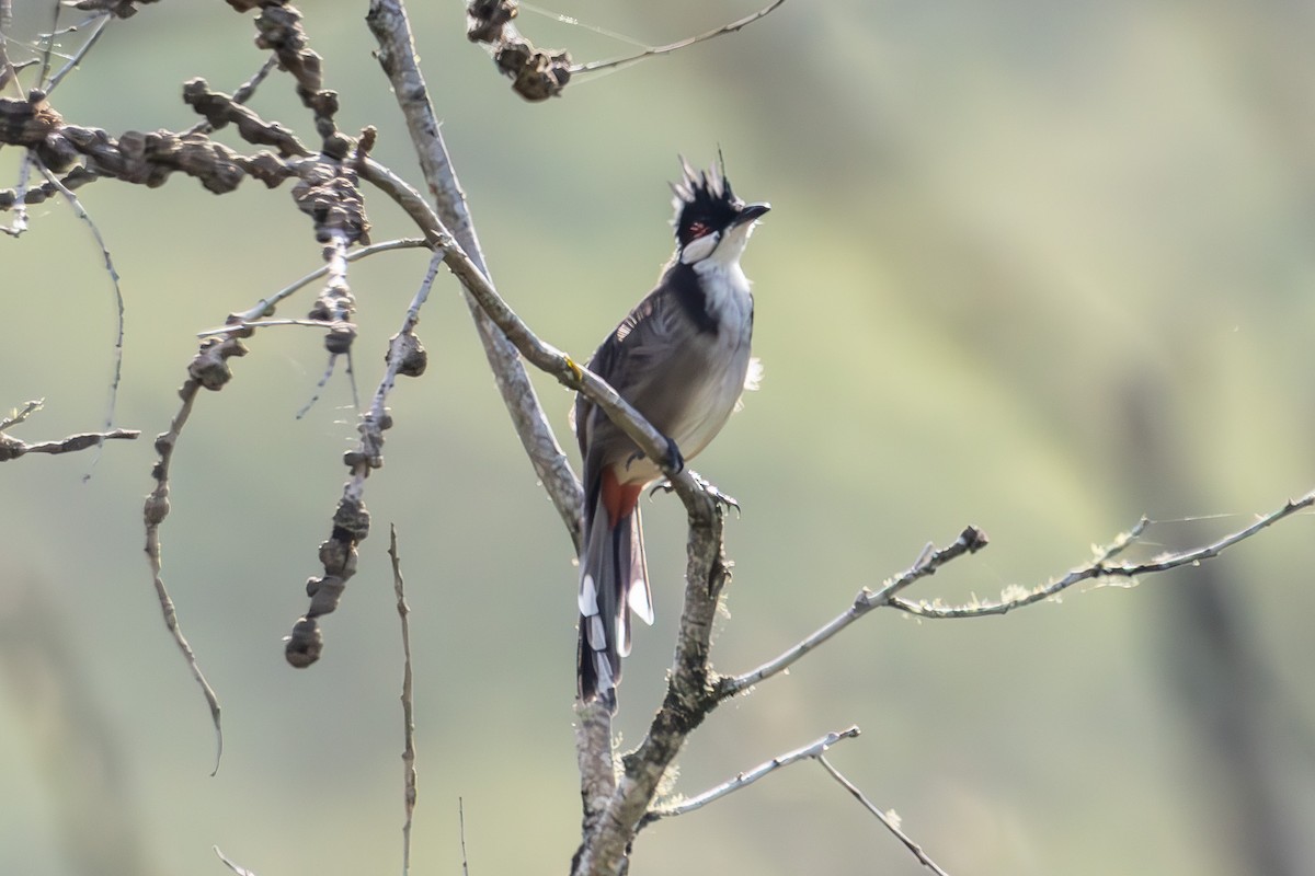 Red-whiskered Bulbul - ML644908941