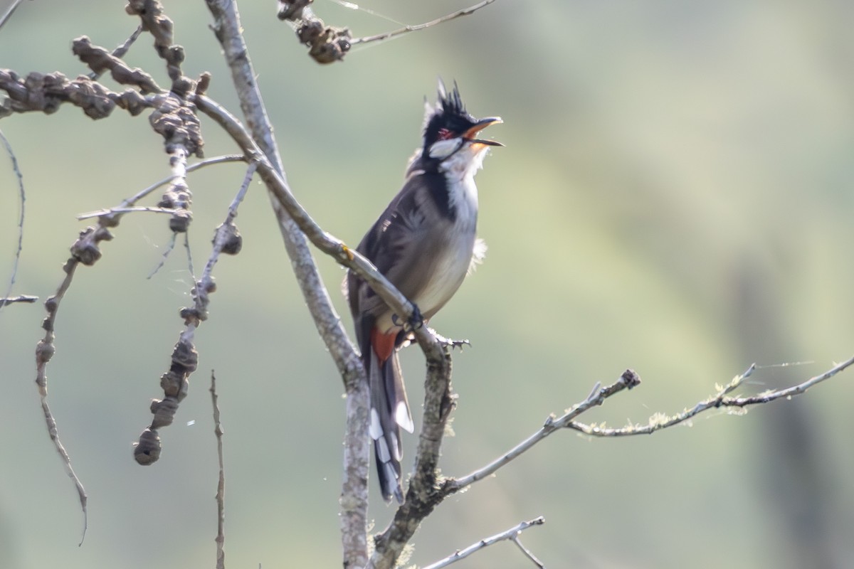 Red-whiskered Bulbul - ML644908944