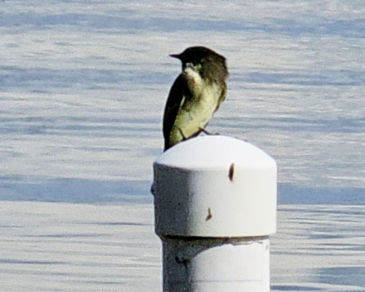 Eastern Phoebe - ML644908945