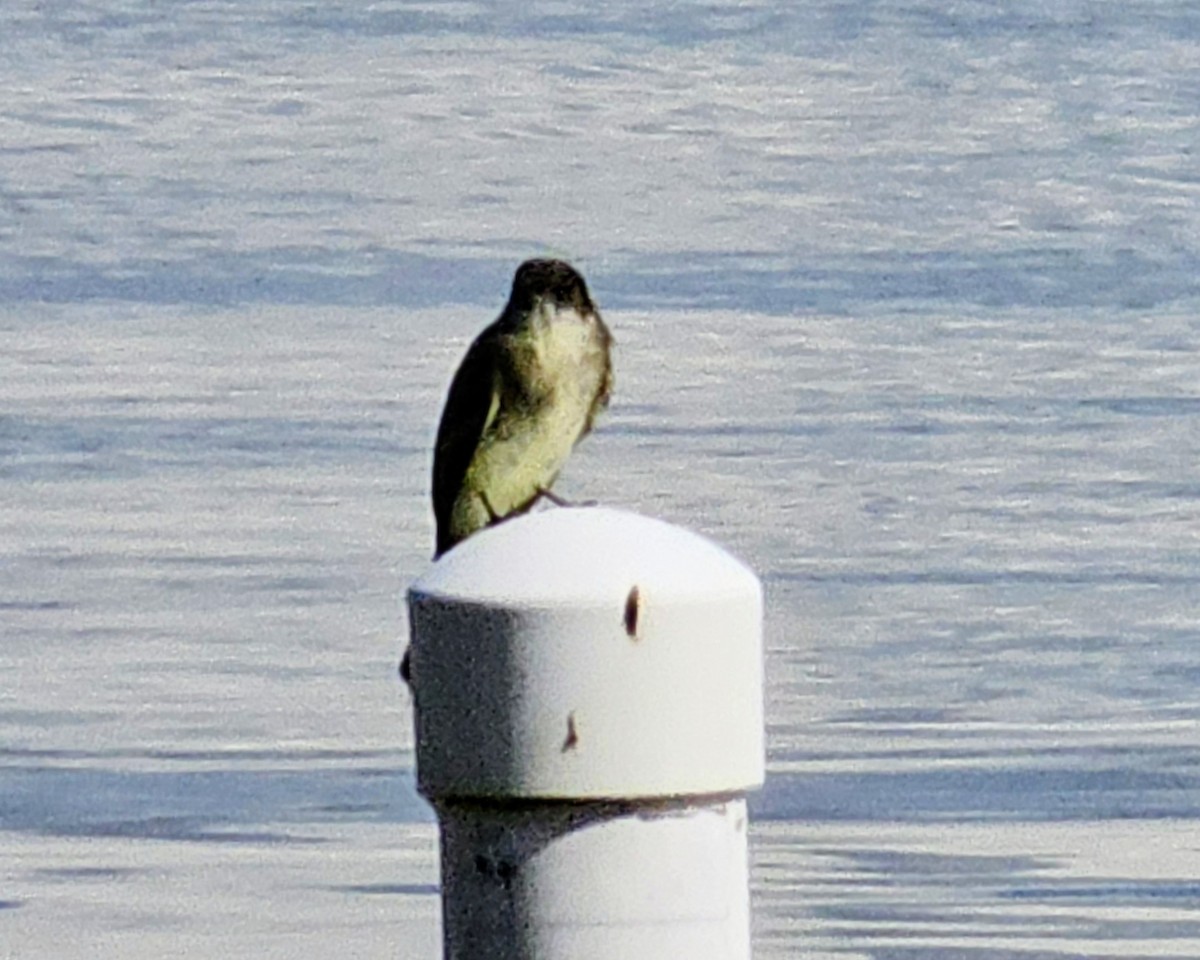 Eastern Phoebe - ML644908946