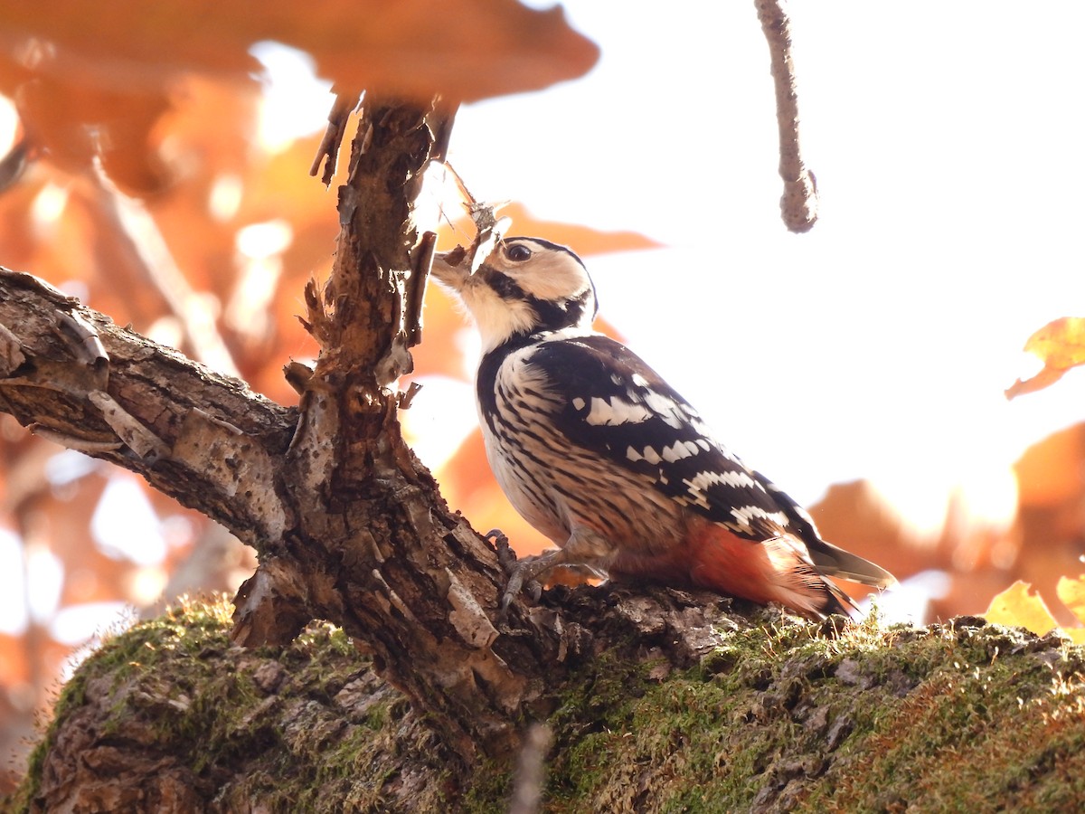 White-backed Woodpecker - ML644908971