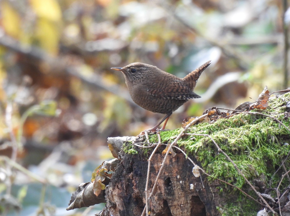Eurasian Wren - ML644908976