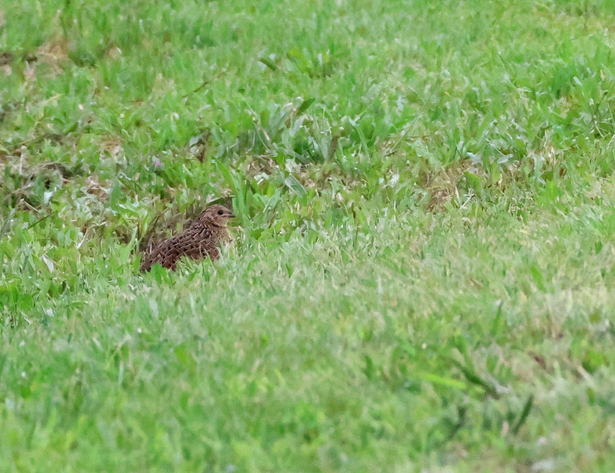 ヌマウズラ - ML644908987