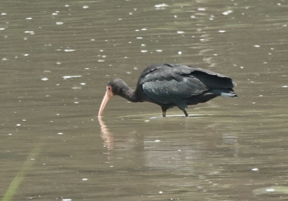 Bare-faced Ibis - ML644908990