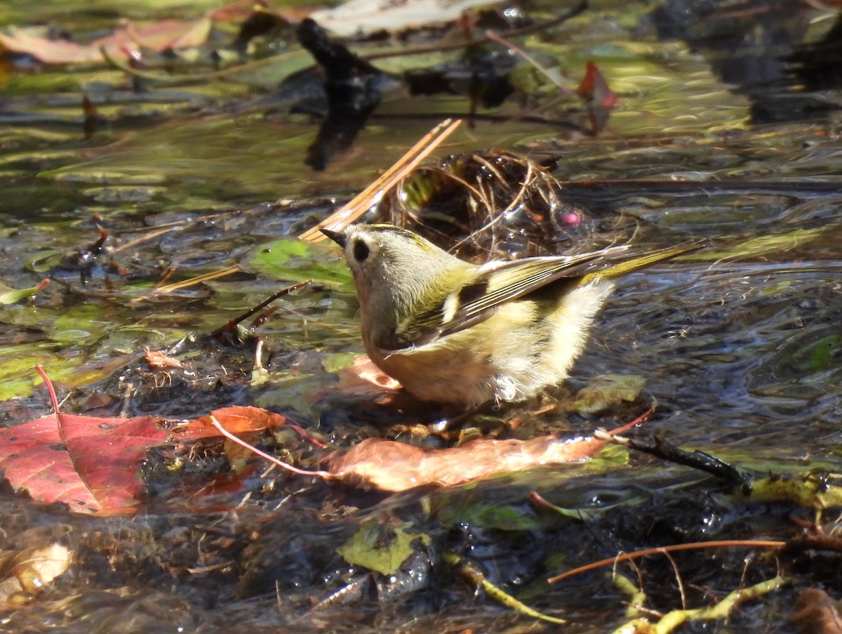 Goldcrest - ML644908991