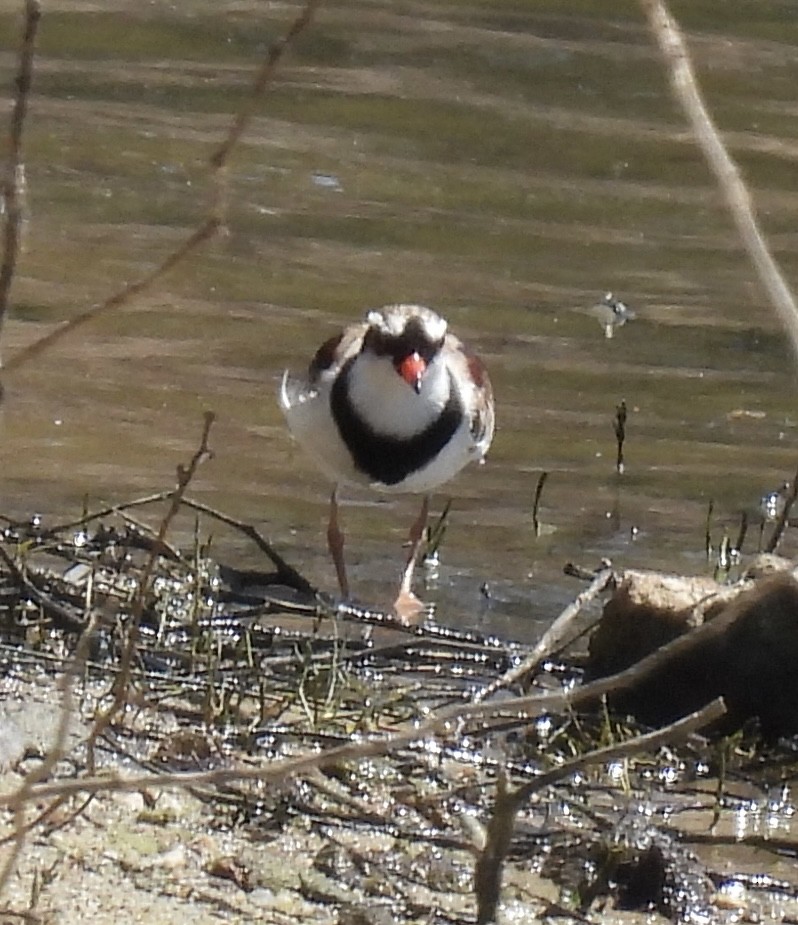 Black-fronted Dotterel - ML644908998