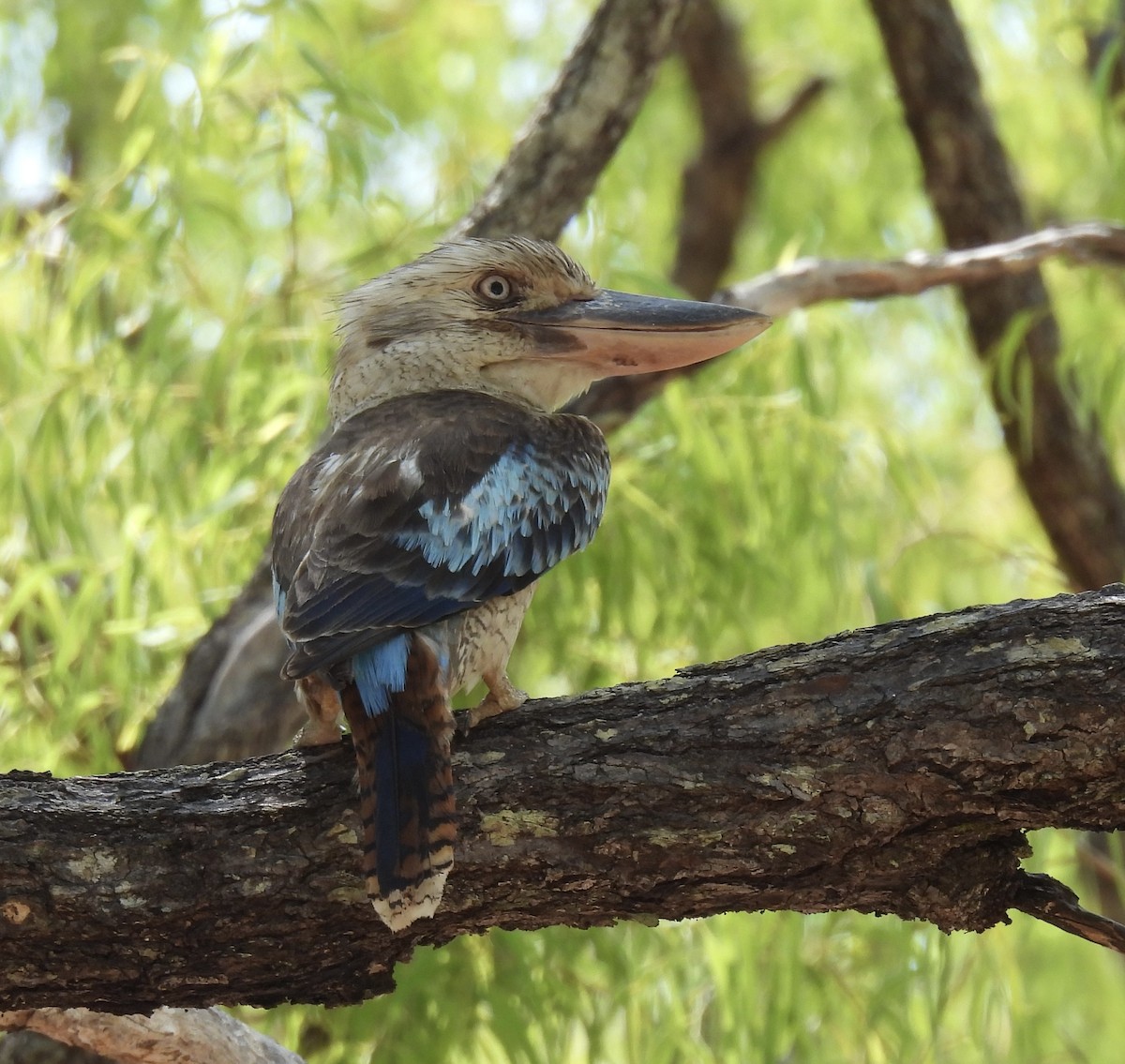 Blue-winged Kookaburra - ML644909003