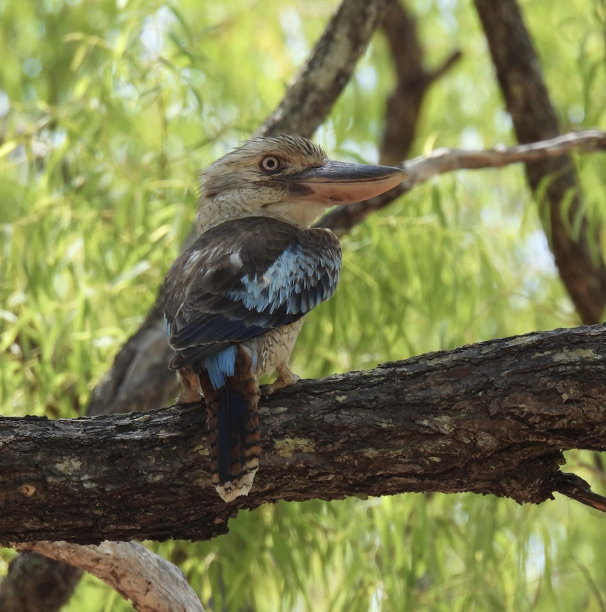Blue-winged Kookaburra - ML644909004