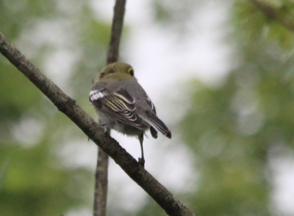 Yellow-throated Vireo - ML64490901