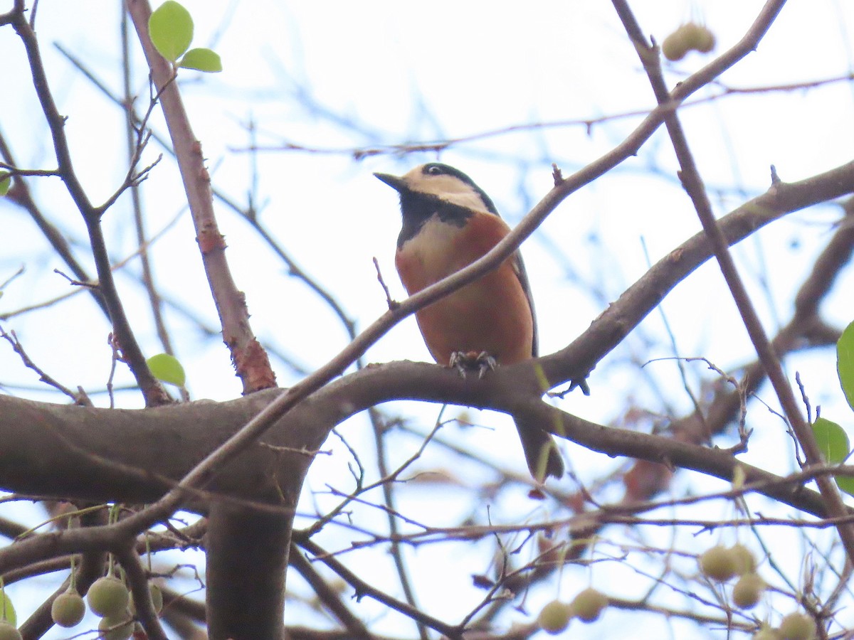 Varied Tit - ML644909010
