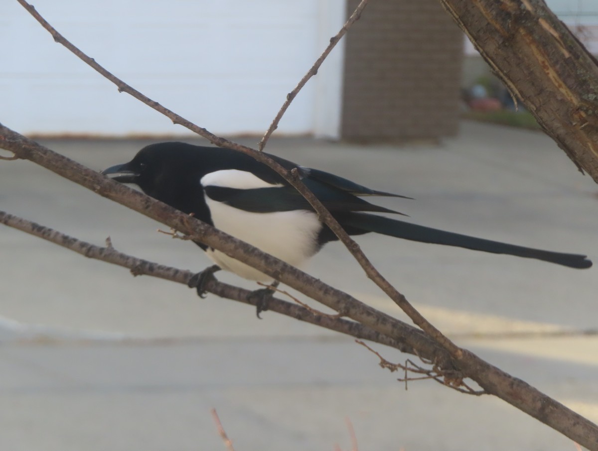 straka americká - ML644909021