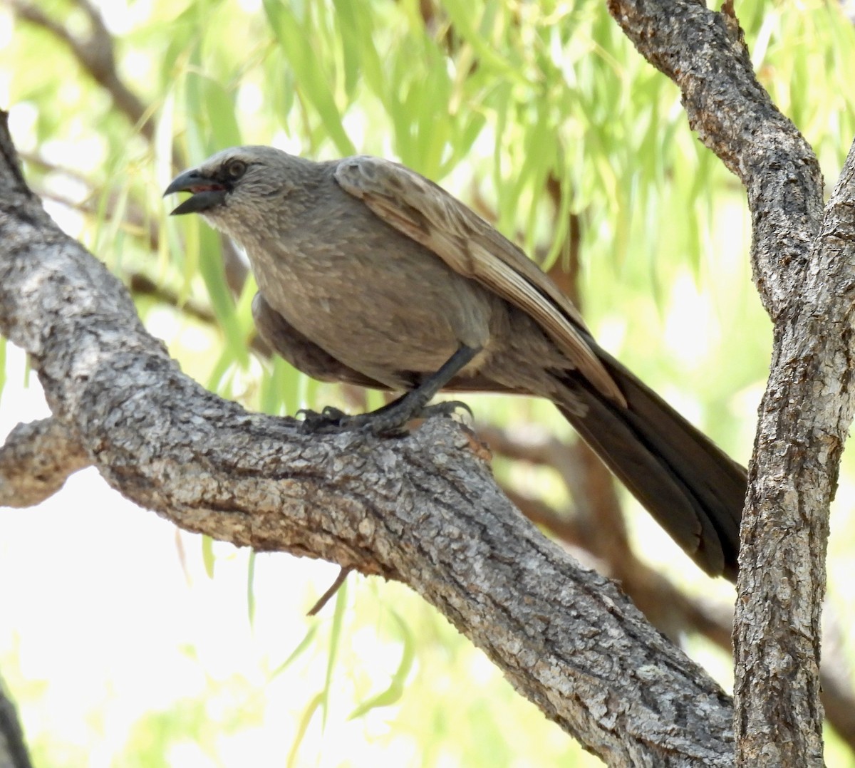 Apostlebird - ML644909040