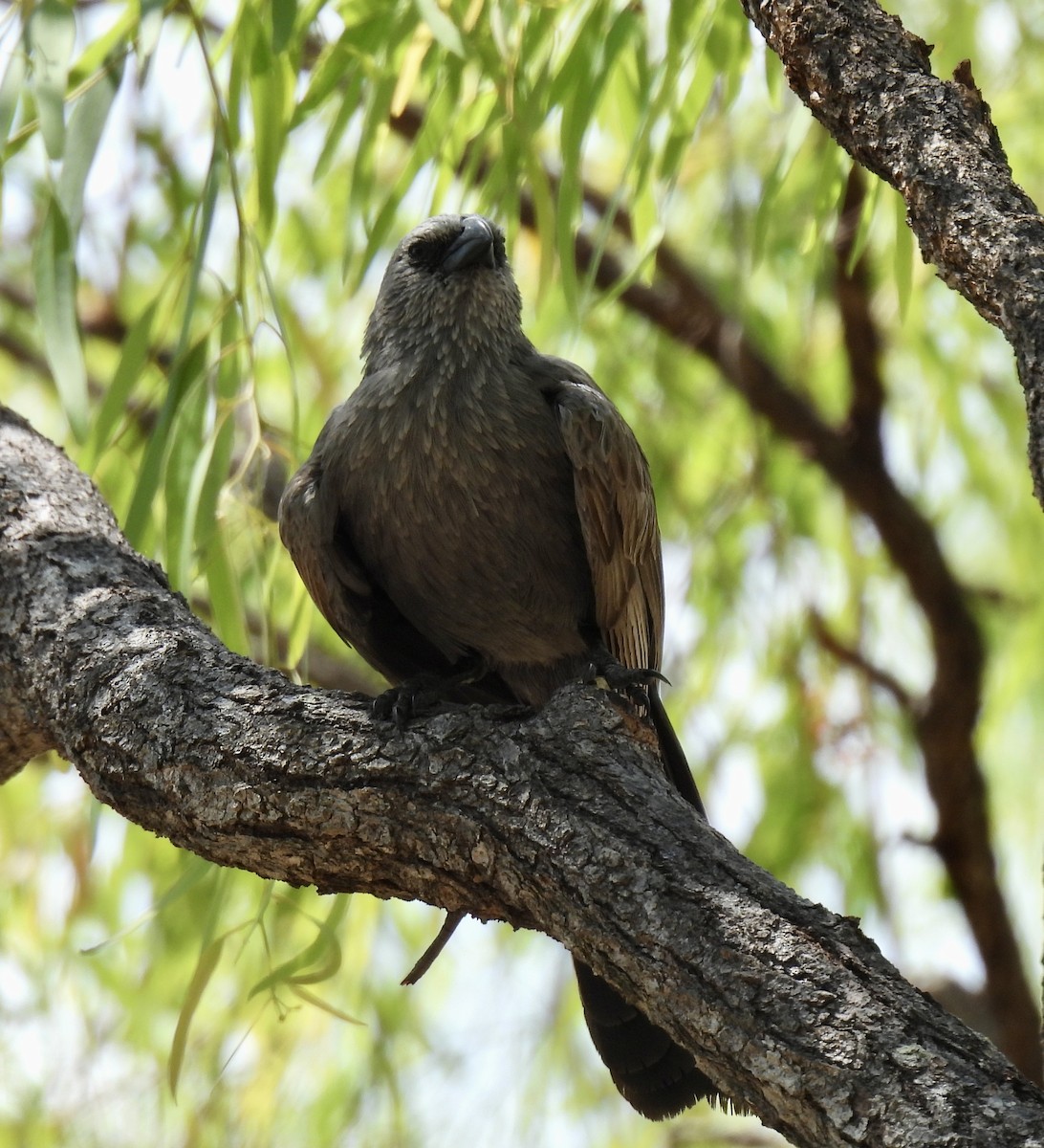 Apostlebird - ML644909042