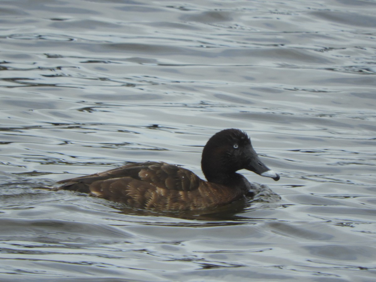 Hardhead - ML644909051