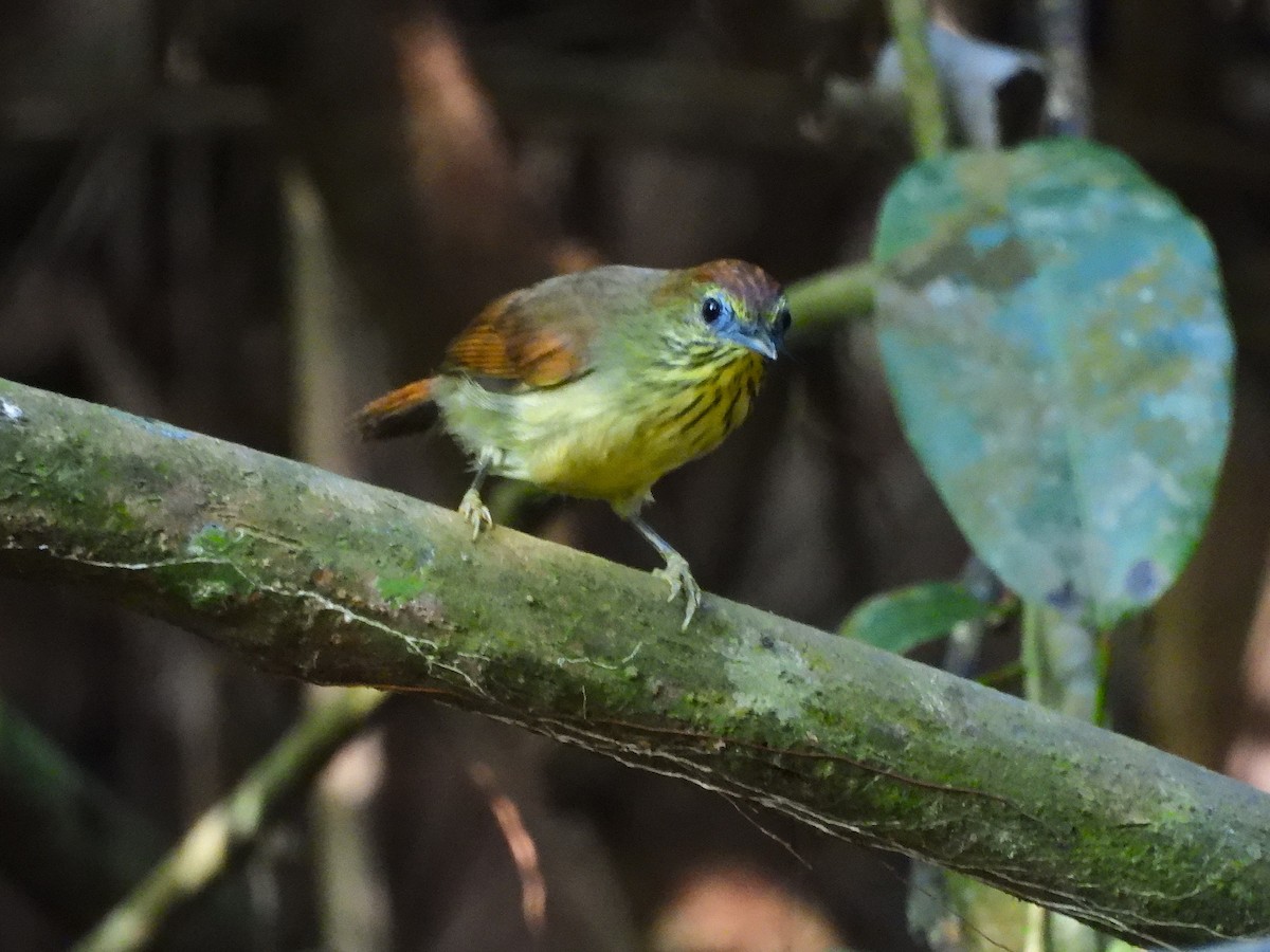 Pin-striped Tit-Babbler - ML644909069