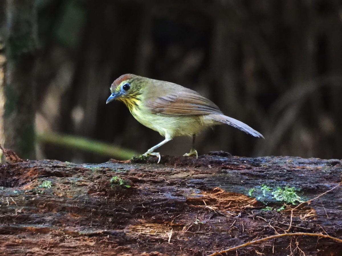 Pin-striped Tit-Babbler - ML644909070