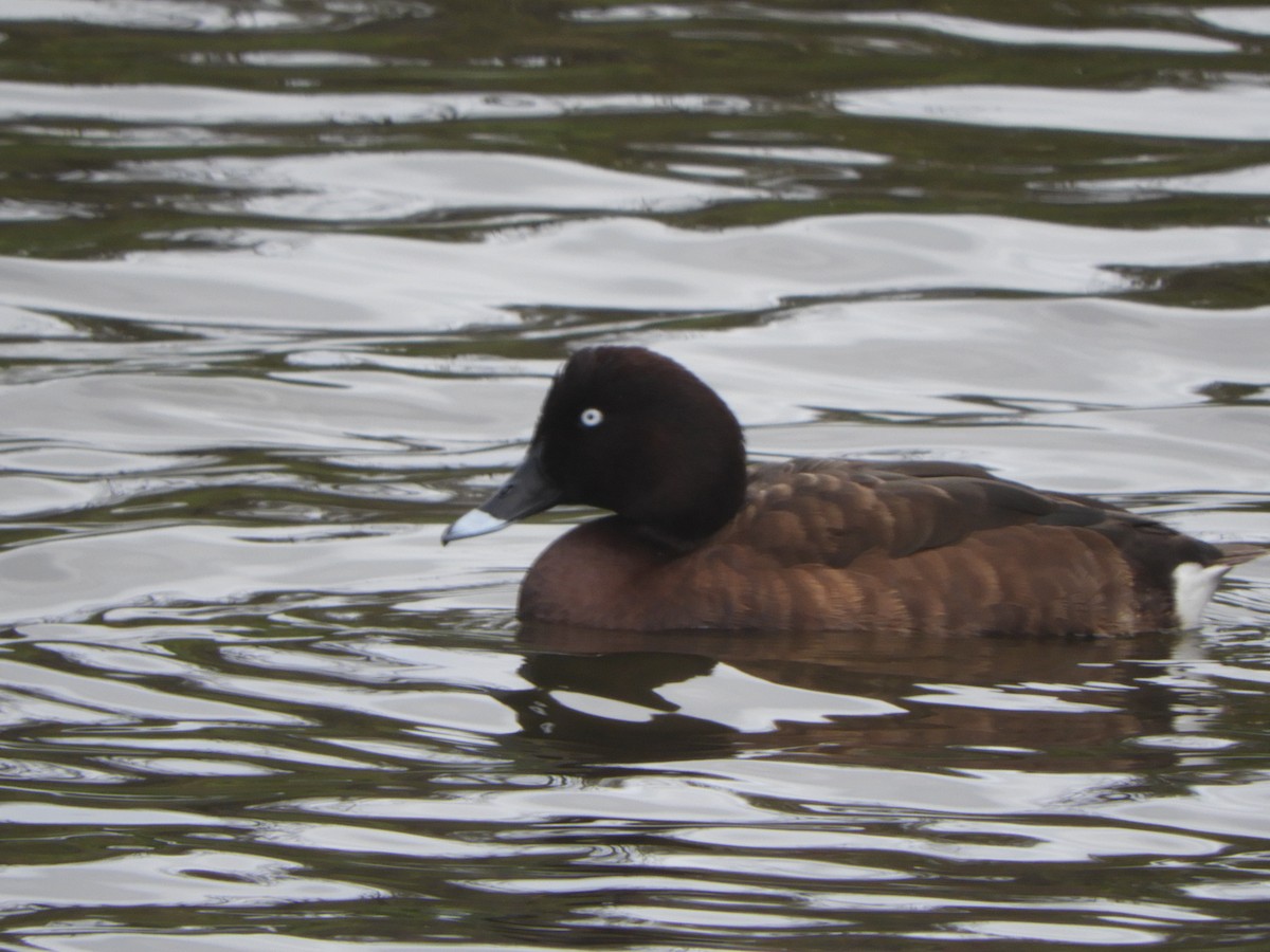 Hardhead - ML644909071