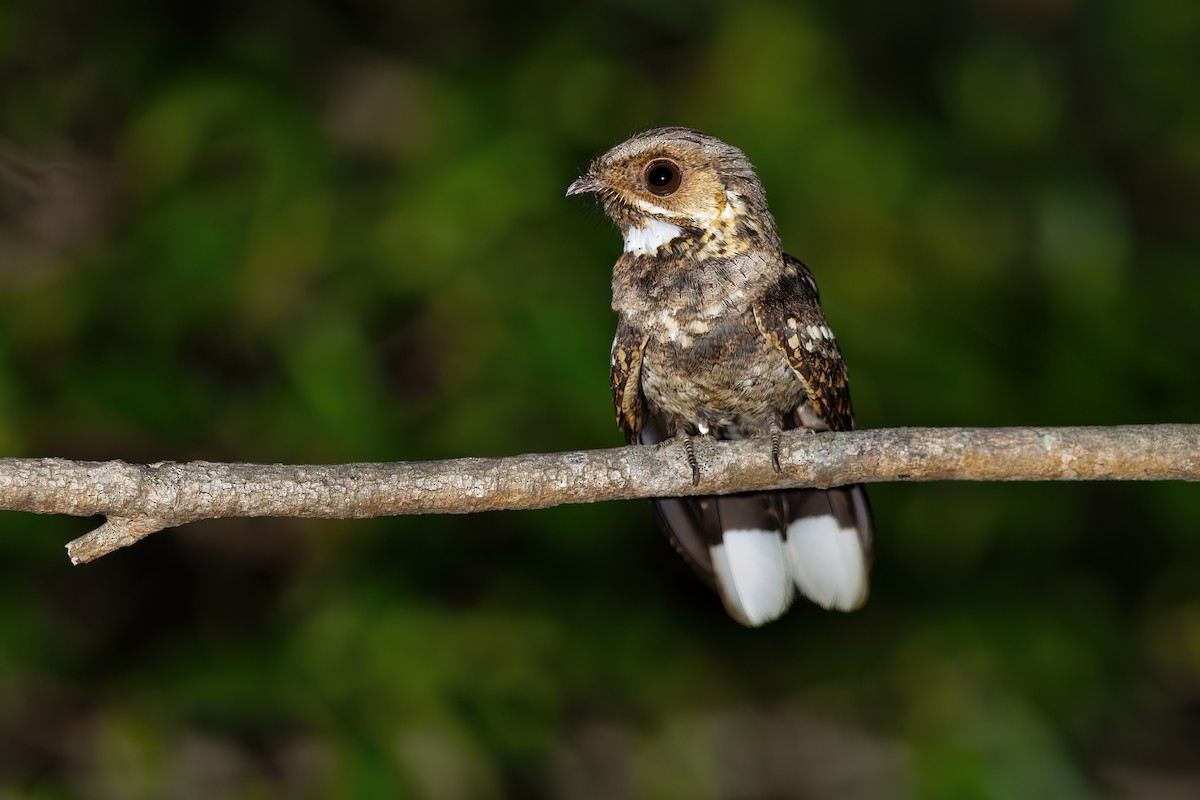 Timor Nightjar - ML644909098