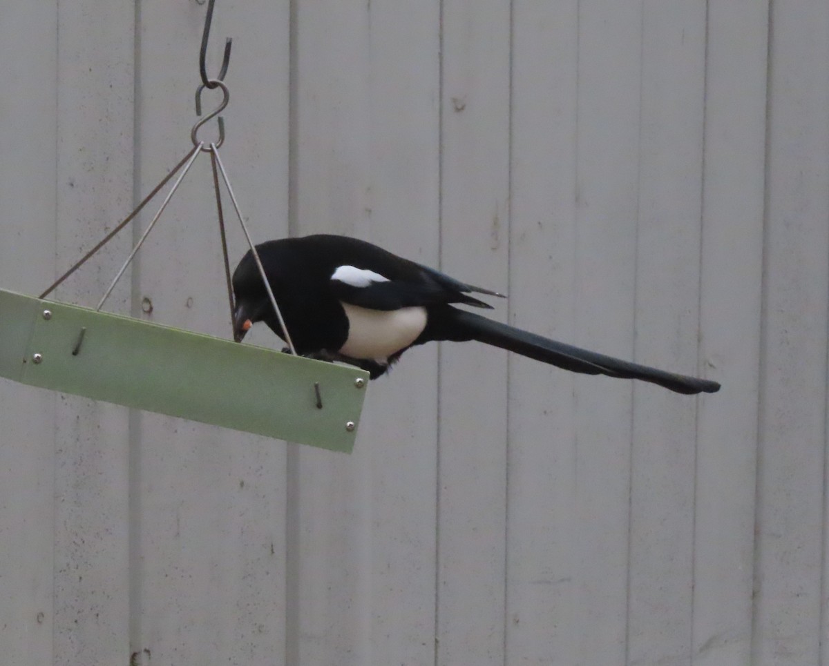 straka americká - ML644909113