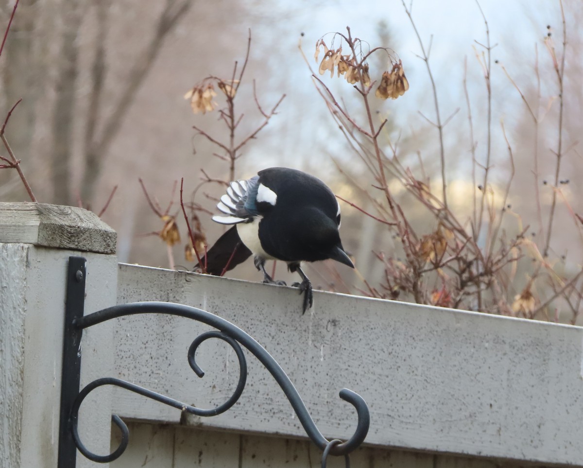 straka americká - ML644909117