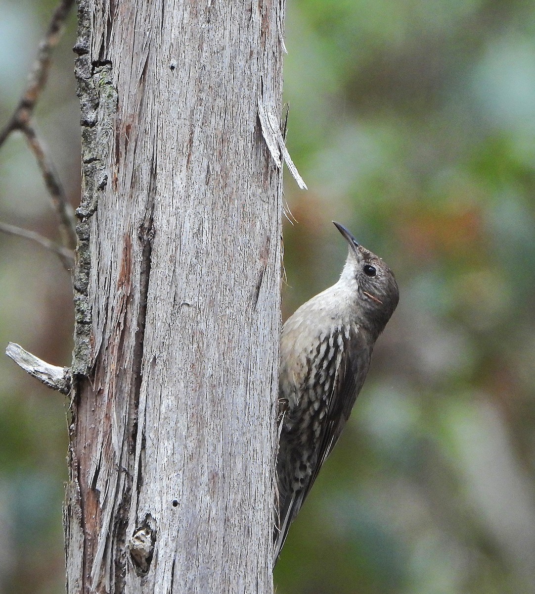 White-throated Treecreeper - ML644909119