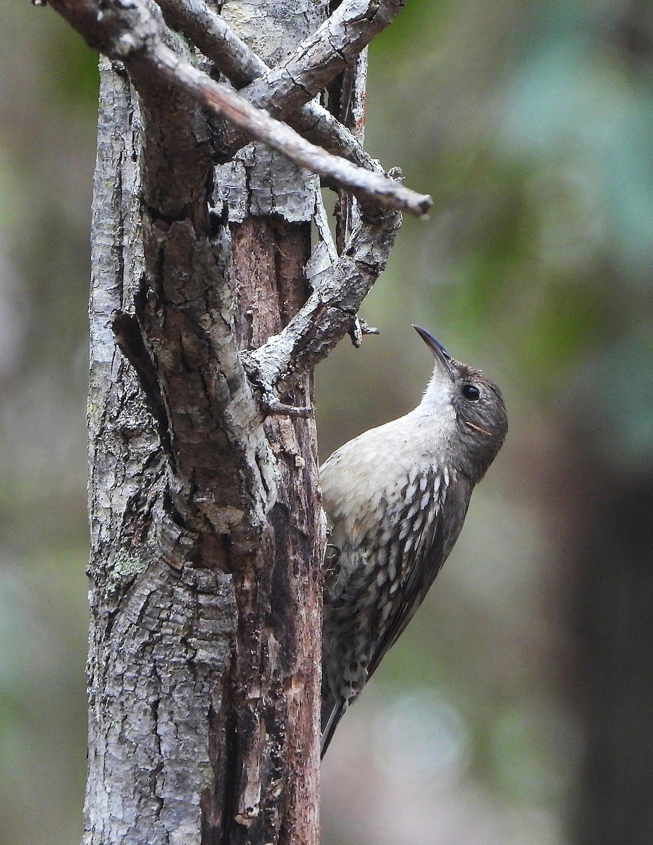 White-throated Treecreeper - ML644909124