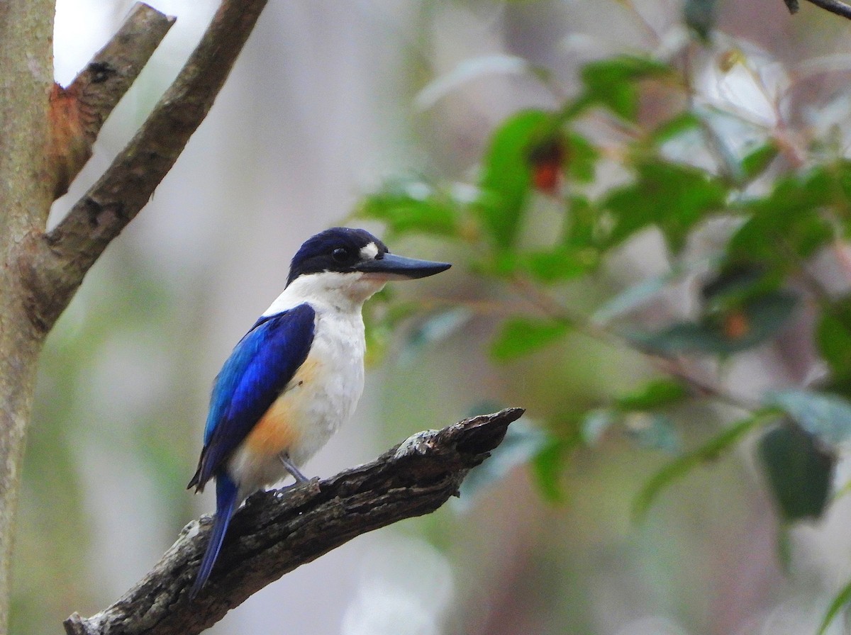 Forest Kingfisher - ML644909133