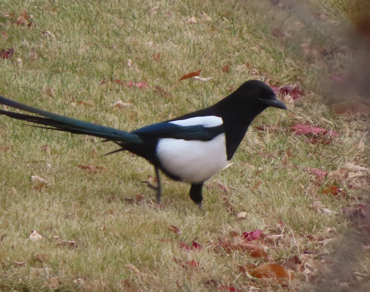 straka americká - ML644909136