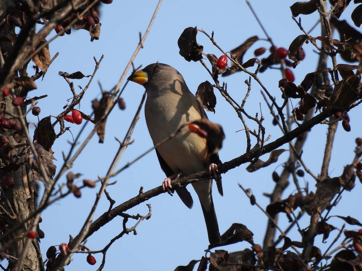 Yellow-billed Grosbeak - ML644909150