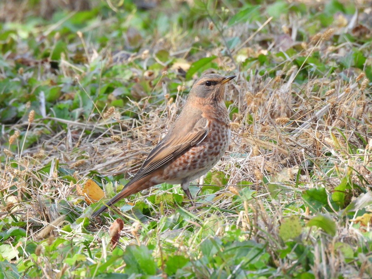 Kızıl Kanatlı Ardıç - ML644909151