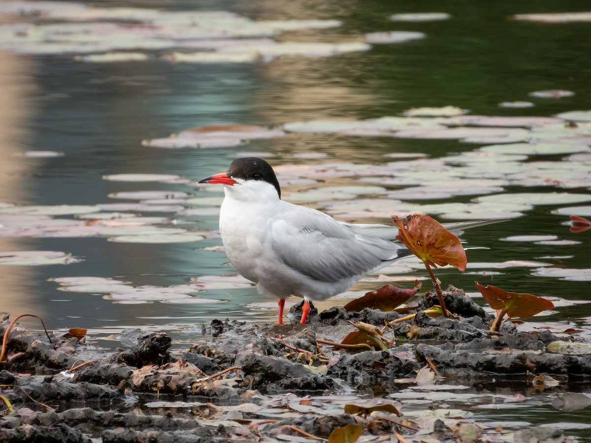 Common Tern - ML644909155