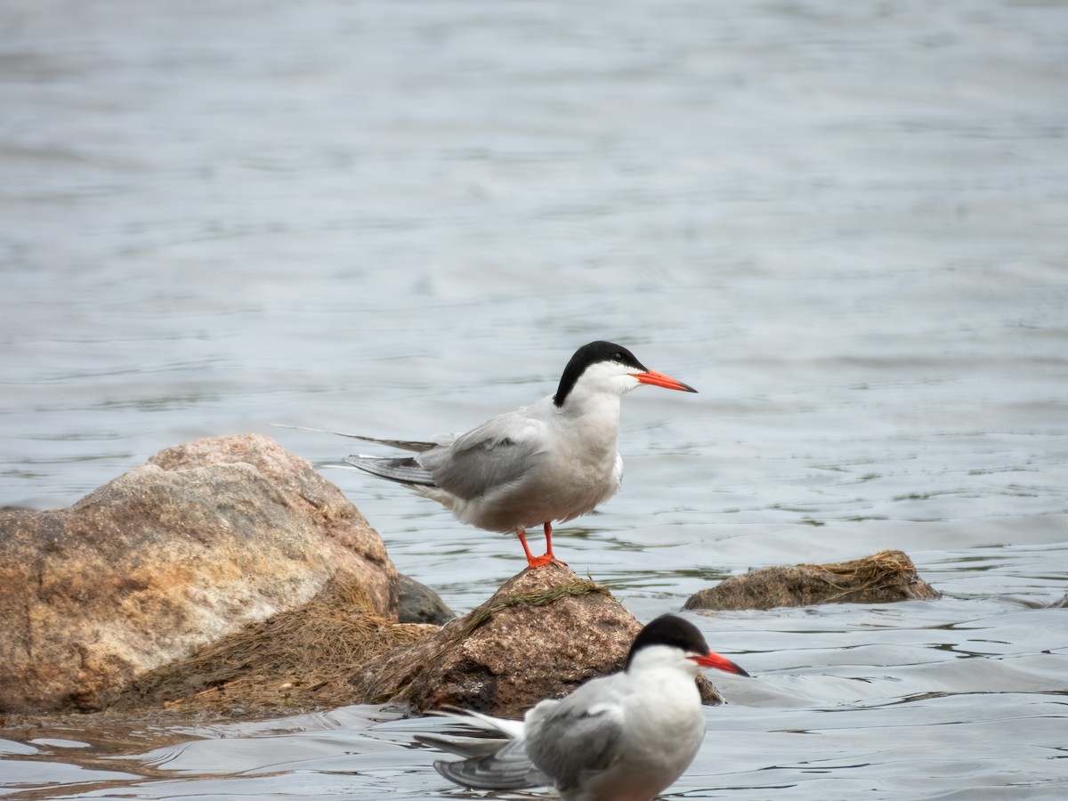 Common Tern - ML644909156