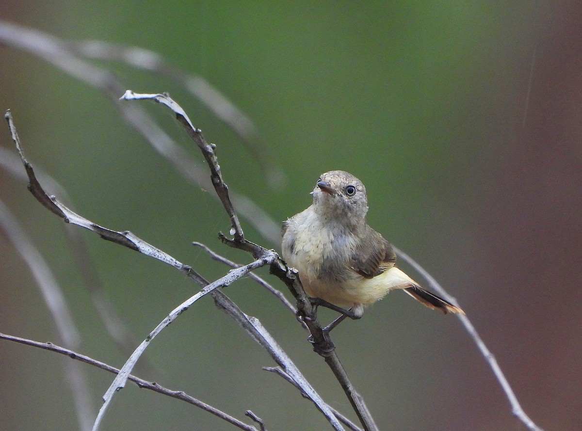 Buff-rumped Thornbill - ML644909161