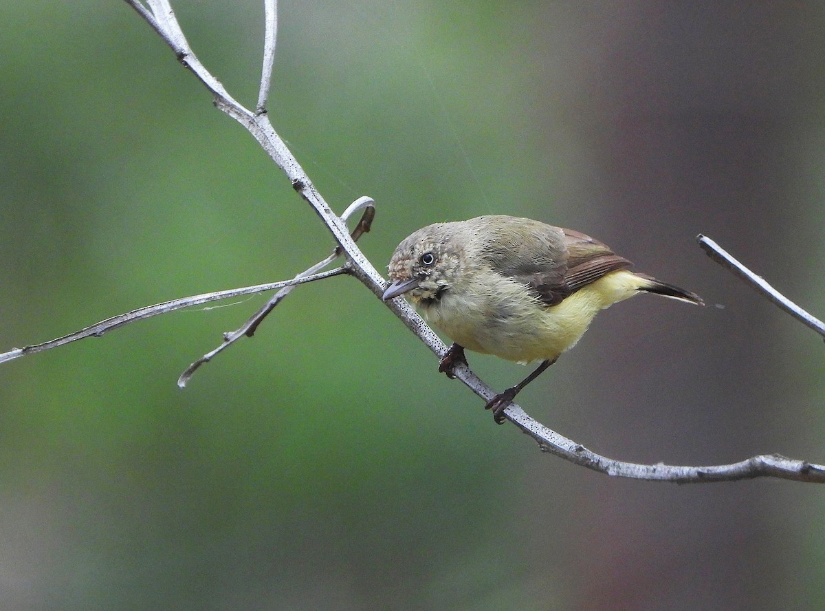 Buff-rumped Thornbill - ML644909163