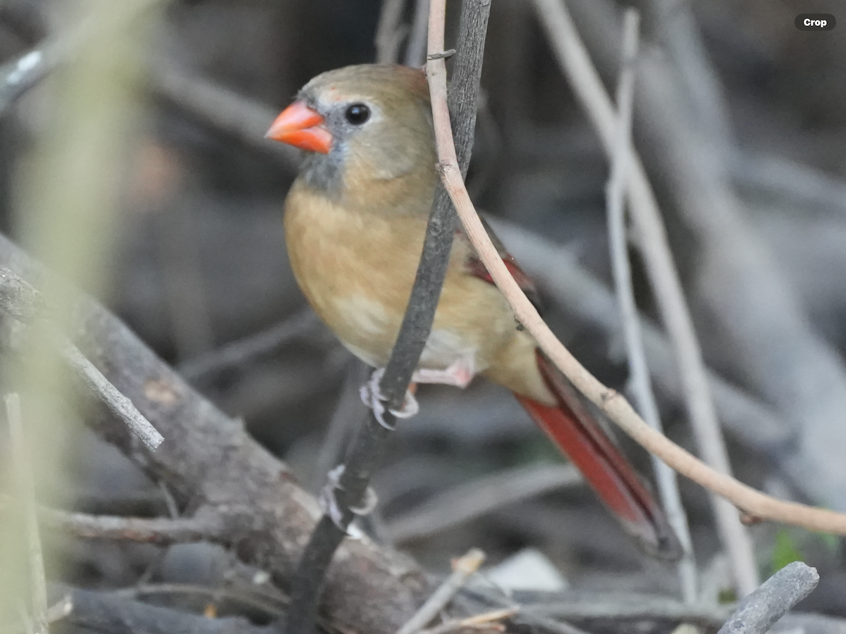 Northern Cardinal - ML644909184