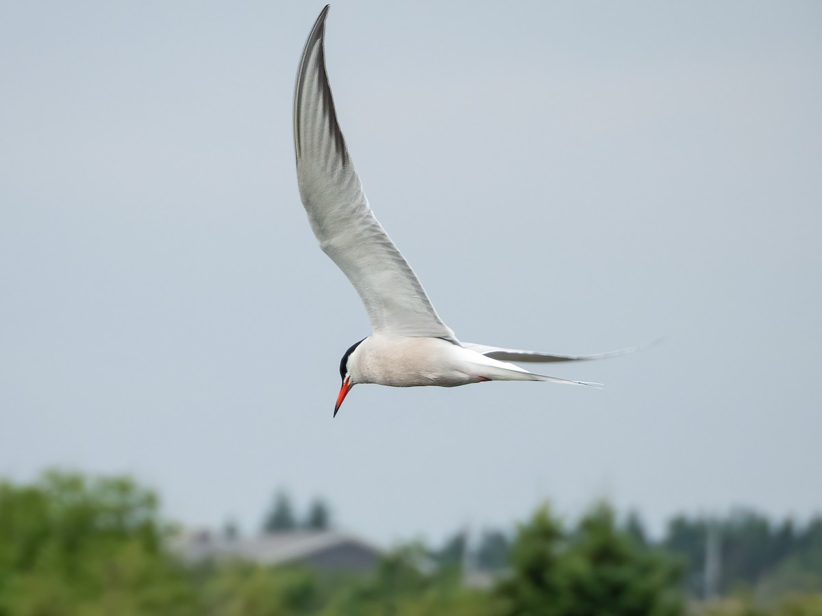 Common Tern - ML644909197