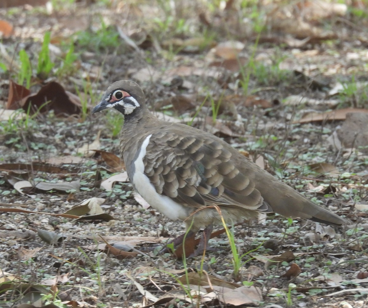 Голуб білобокий - ML644909207