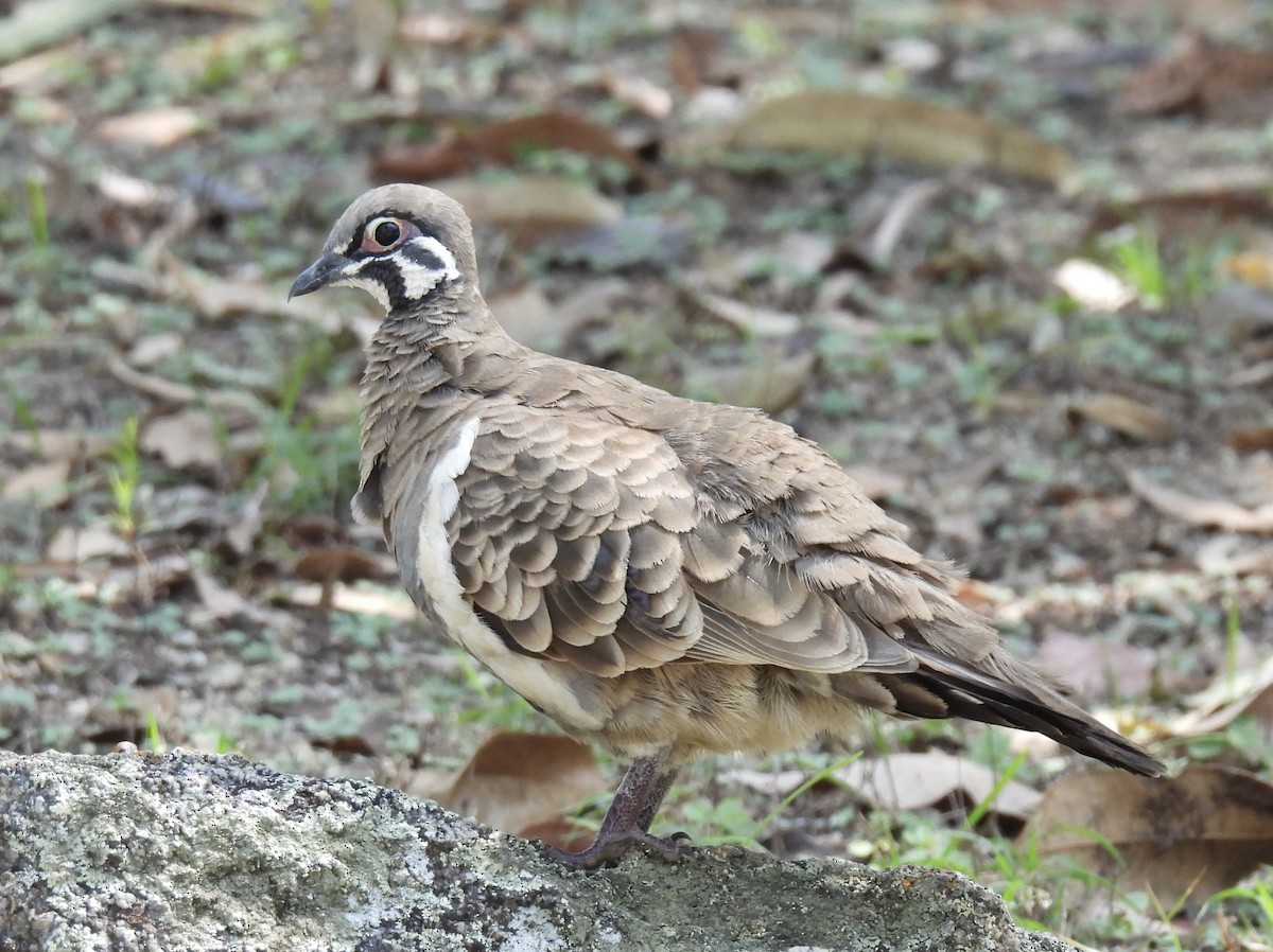 Голуб білобокий - ML644909208