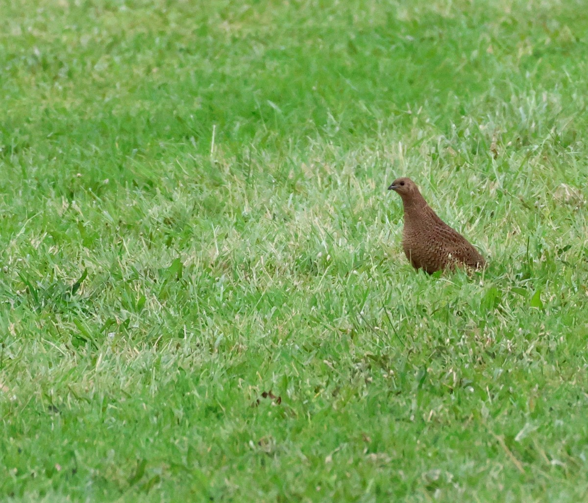 ヌマウズラ - ML644909216