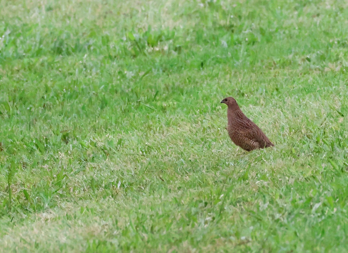 ヌマウズラ - ML644909218