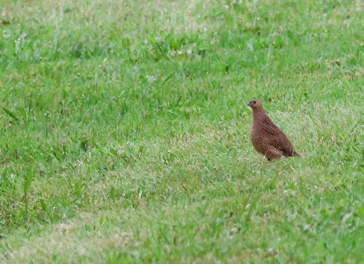 ヌマウズラ - ML644909221